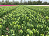 Green Power Tulip - Bulbs-12/+cm,fall planting - Caribbeangardenseed