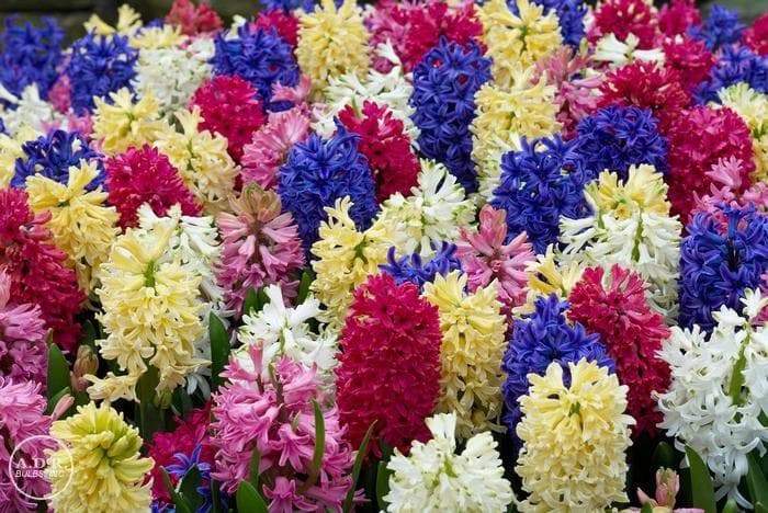 Hyacinthus orientalis 'Mixture', Flowers bulbs, great in container - Caribbeangardenseed