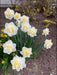 Double Daffodil White Lion, fall planting bulbs - Caribbeangardenseed