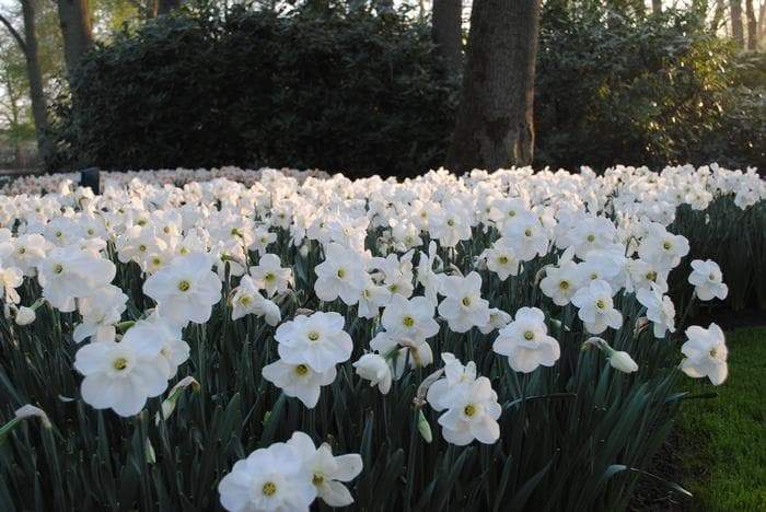 Daffodil Bulbs, Misty Glen. Large Cupped , Shipping ! - Caribbeangardenseed