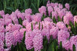 Hyacinth Bulb- ,Pink Surprise, Great for indoor - Caribbeangardenseed