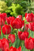 Tulip BULBS ,All Season Red Mix ,Now shipping ! - Caribbeangardenseed