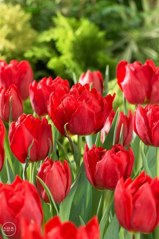 Tulip BULBS ,All Season Red Mix ,Now shipping ! - Caribbeangardenseed