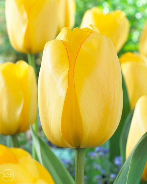 Tulip BULBS ,All Season yellow Mix ,Now shipping ! - Caribbeangardenseed