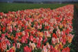 Tulipa bunch flowering 'Canada Pride Mix' Bulbs - Caribbeangardenseed