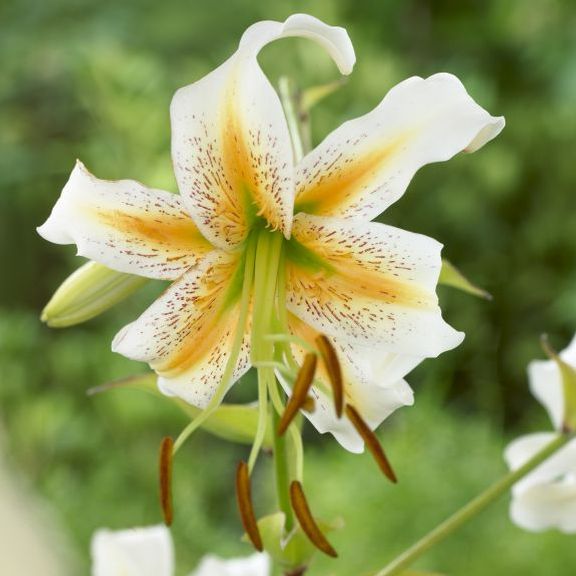 Lily,Lady Alice,bulbs) highly fragrant - Caribbeangardenseed