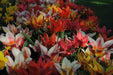 Tulipa bunch flowering 'Canada Pride Mix' Bulbs - Caribbeangardenseed