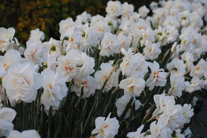 Daffodil Bulbs ,'Acropolis' double-flowered - Caribbeangardenseed