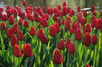 Tulip Bulbs "teddy kollek" Single Late, fall planting - Caribbeangardenseed