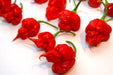 Trinidad 7 Pod Primo Red,Chili Pepper Seeds ( Capsicum Chinense) Extremely hot, - Caribbeangardenseed