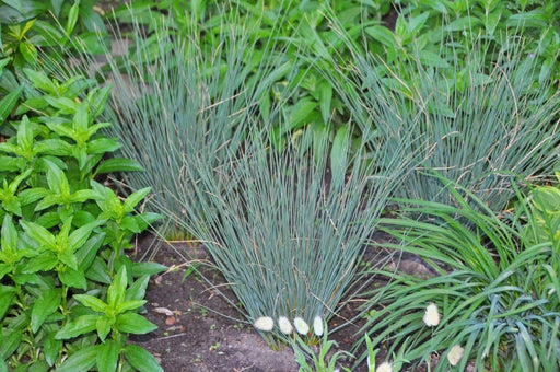 Hard Rush SEEDS (JUNCUS inflexus) [Blue Arrows] Ornamental Grass, - Caribbeangardenseed