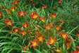 DAYLILY- Hemerocallis 'Autumn Red' BAREROOT - Caribbeangardenseed