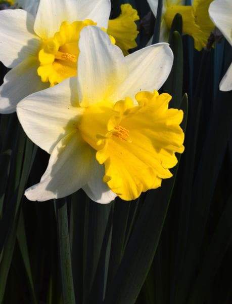 Daffodil Las Vegas, Flowers bulb, perennials - Caribbeangardenseed
