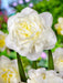 Daffodil Bulb- White Explosion, Deer Resistant Perennials - Caribbeangardenseed