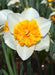 Daffodil Virginia Sunrise' , Bulbs size 15/17 cm - Caribbeangardenseed