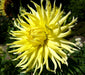 Dahlia cactus Tuber - kennemerland, Flowers - Caribbeangardenseed