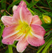 Fairy Tale Pink Daylily (3 BAREroots) perennial, fragrant FLOWERS PLANT - Caribbeangardenseed