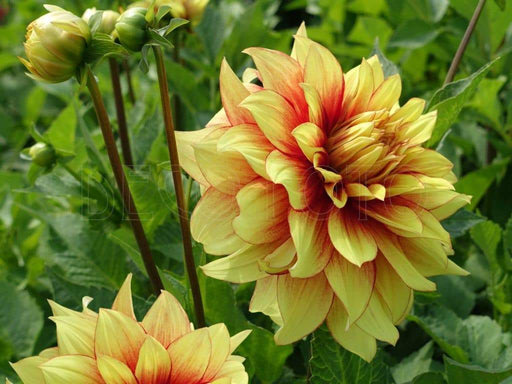 Dahlia DecorativeDazzling Sun( 1 Tuber) Great Cut Flowers,Bloom Summer to fall - Caribbeangardenseed