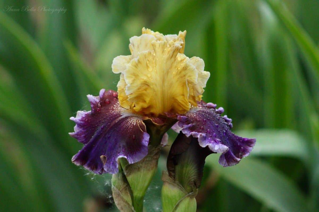 Iris ‘Final Episode’ Tall Bearded Iris, BAREROOT Plants, Iris Germanica - Caribbeangardenseed