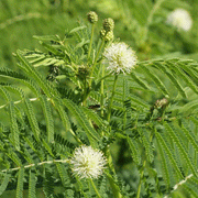 Illinois Bundleflower SEEDS, PERENNIAL WILDFLOWER - Caribbeangardenseed
