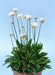 ARMERIA 'Ballerina White' - Flowers Seeds, Perennial - Caribbeangardenseed