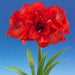 Amaryllis ‘Double King’ (BULBS) DOUBLE FLOWERS,GREAT GIFT - Caribbeangardenseed