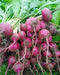 Japanese Red Turnip Seeds, 'Hida beni' (Brassica rapa) Asian Vegetable - Caribbeangardenseed