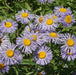 Fleabane Daisy Seeds, Erigeron Speciosus - Azure Fairy - Caribbeangardenseed