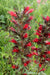 Russian Bugloss Seeds,Ruby (Echium Russicum) Great cut flower, Perennial - Caribbeangardenseed