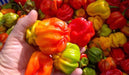 AJI DULCE PERU' Pepper Seeds, (Capsicum chinense,) very little Heat - Caribbeangardenseed