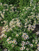 Seaside daisy Seeds (Erigeron glaucus Albus) Perennial flowers, Us Native - Caribbeangardenseed
