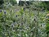 Moroccan Sea Holly, ,Flower Seeds - Caribbeangardenseed