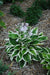 Hosta minuteman (Bareroot PLANT) Perennial - Caribbeangardenseed