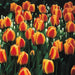 Apeldoorn Elite,Tulip Bulbs - Caribbeangardenseed