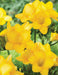 Freesia Bulbs-Double Yellow (Fragrant) Excellent cut flowers - Caribbeangardenseed