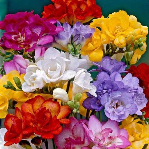 Freesia Bulbs-Double Mix (Fragrant) Excellent cut flowers - Caribbeangardenseed