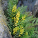 Ferny Corydalis Seeds -, Shade loving plant ,hardy perennial - Caribbeangardenseed