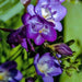 Blue Purple Freesia Bulbs-Double Blue Flowers (Fragrant) Excellent cut flowers - Caribbeangardenseed