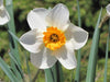 Flower Record Daffodil Bulb , excellent for naturalizing - Caribbeangardenseed