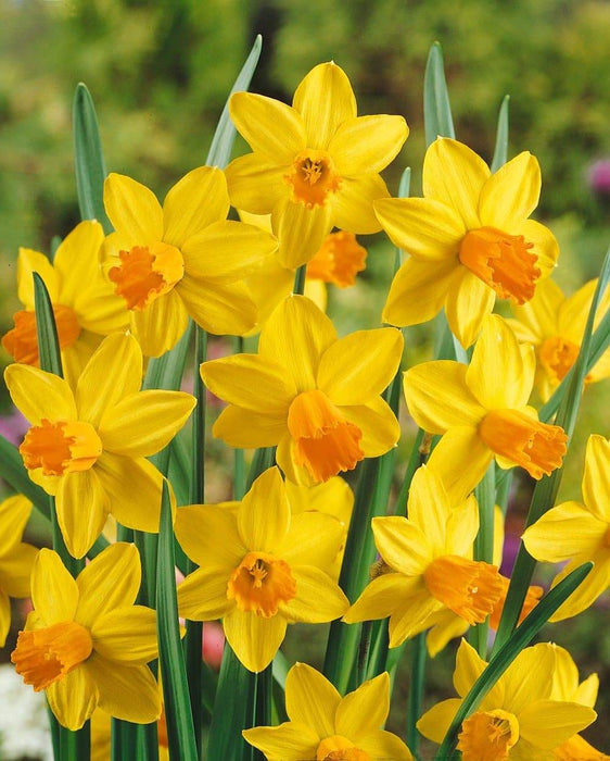 DAFFODIL, Narcissus JETFIRE (Bulbs) Early Blooming,Now SHIPPING! - Caribbeangardenseed