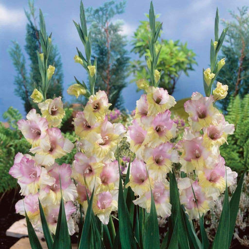 Gladiolus bulbs (corms)- Mon Amour 'Sword lily' ,Summer flowering, Attracts Butterflies - Caribbeangardenseed