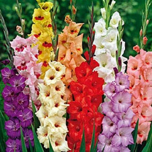Gladiolus Sunset Mix bulbs (corms), Summer flowering, Great for Borders Containers & Cutting. - Caribbeangardenseed