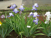 Tall Bearded Iris (Iris 'Heartstring Strummer')| Perennial Bareroot Plant - Caribbeangardenseed