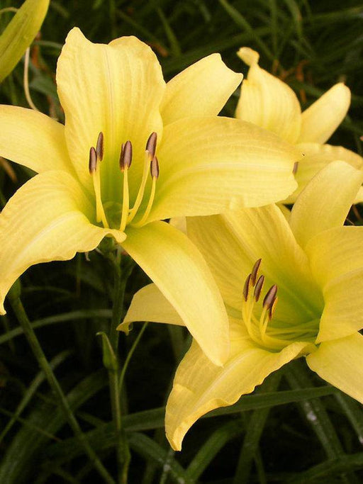Daylily hyperion hemerocallis (3 roots) perennial, fragrant bloom - Caribbeangardenseed