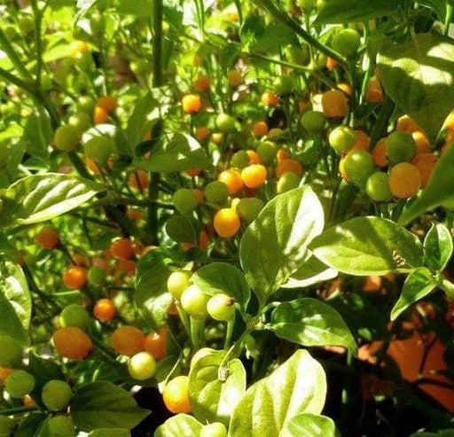 Aji Charapita Hot Pepper Seeds ,Capsicum frutescens, - Caribbeangardenseed