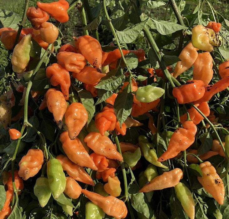 Fresh Pods ,Habanada SEASONING Pepper, Chile,, no heat - Caribbeangardenseed