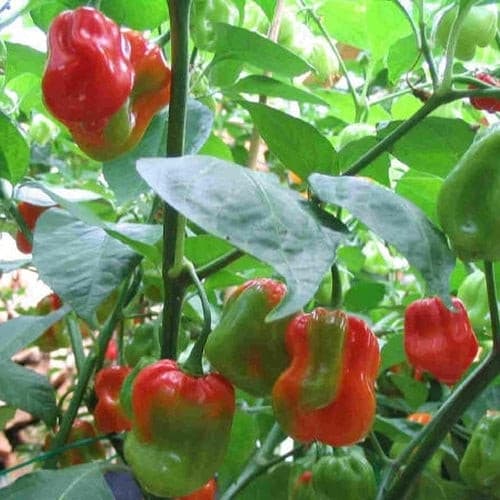 Habanero Hot Pepperr, Live Plant, ,Capsicum chinense, - Caribbeangardenseed
