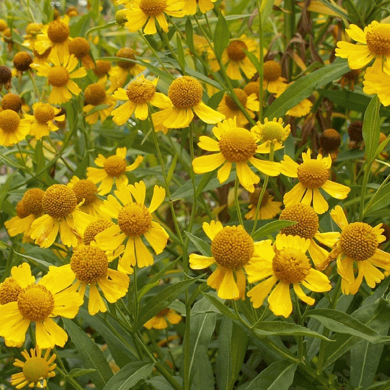 Sneezeweed SEEDS (Helenium autumnale)Autumn Perennial FLOWERS - Caribbeangardenseed