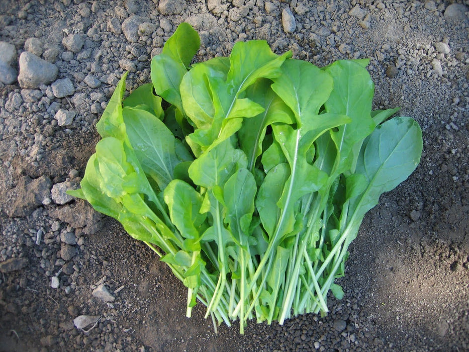 ARUGULA Rocket Herb Seed , Asian Vegetable - Caribbeangardenseed