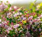 Honeysuckle PLANT fragrant flowers vine - Caribbeangardenseed